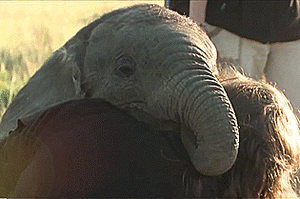 Olifant GIF. Dieren Olifant Gifs 