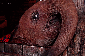 Olifant GIF. Dieren Olifant Gifs Animalsbeingjerks Ruk 