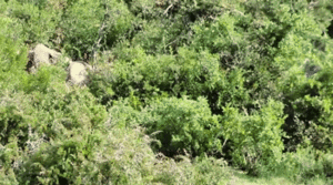 Olifant GIF. Dieren Kunst Olifant Kawaii Tovenaar Gifs Geanimeerde Illustratie Levitatie 