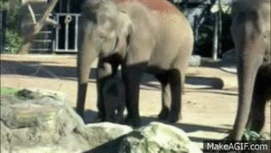 Olifant GIF. Dieren Kunst Olifant Gifs Cinemagraph Sepia 