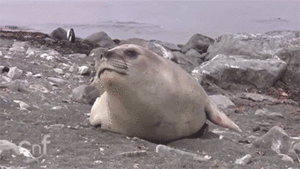 Olifant GIF. Dieren Olifant Gifs Vos Rel 