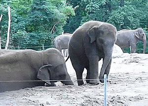Olifant GIF. Dieren Olifant Gifs 
