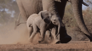 Olifant GIF. Dieren Olifant Darts Gifs Til 