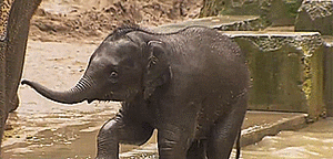 Olifant GIF. Dieren Olifant Baby Gifs 