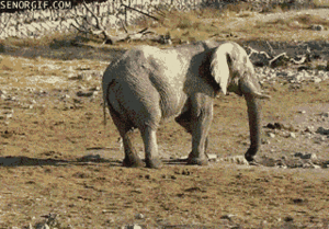 Baby GIF. Dieren Olifant Baby Gifs Leven 