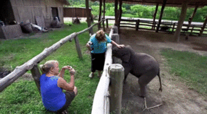 Olifant GIF. Dieren Olifanten Olifant Gifs 
