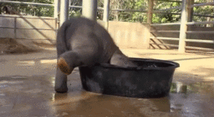 Olifant GIF. Dieren Olifant Gifs 