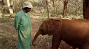 Olifant GIF. Dieren Olifant Gifs Snoeklepel 