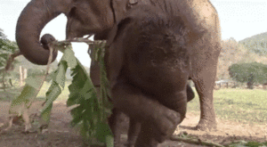 Olifant GIF. Dieren Olifant Gifs 