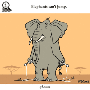 Olifant GIF. Dieren Olifant Gifs 