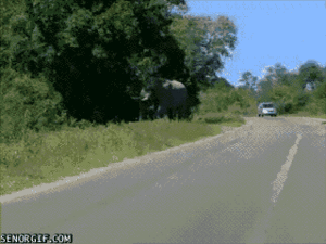Olifant GIF. Dieren Olifant Roze Gifs Mrw 