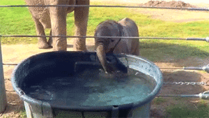 Olifant GIF. Dieren Olifant Parachutespringen Gifs 