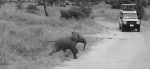Baby GIF. Dieren Olifant Baby Gifs Vallend 