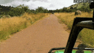 Baby GIF. Dieren Olifant Baby Gifs 