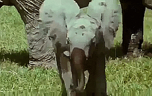 Baby GIF. Dieren Olifant Baby Gifs Offsides 
