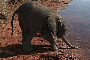 Olifant GIF. Dieren Olifant Gifs 