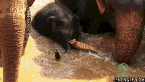 Olifant GIF. Dieren Olifant Gifs Lint 