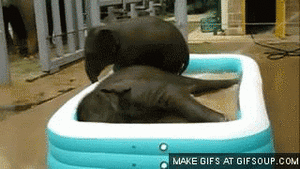 Olifant GIF. Dieren Olifant Baby Gifs 
