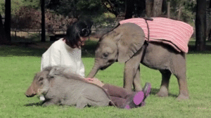 Baby GIF. Dieren Olifant Baby Gifs Weeeee 