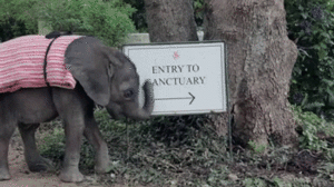 Olifant GIF. Dieren Olifant Gifs 