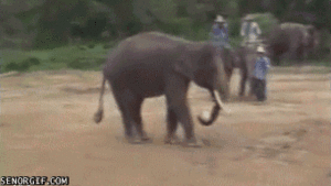 Olifant GIF. Dieren Olifant Gifs Psychadelic 