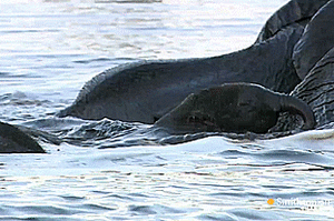 Olifant GIF. Dieren Olifant Gifs 