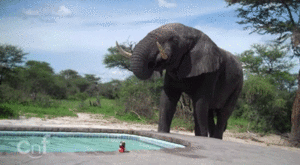 Olifant GIF. Dieren Olifant Roze Gifs Mrw 