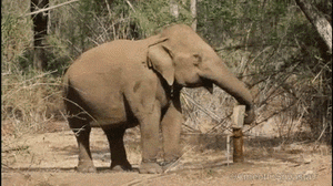 Olifant GIF. Dieren Olifant Gifs 