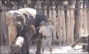 Olifant GIF. Dieren Olifant Gifs Grof 