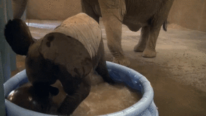 Olifant GIF. Dieren Kunst Olifant Gifs Schilderij 