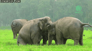 Olifant GIF. Dieren Olifant Gifs 