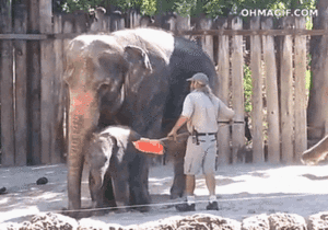 Olifant GIF. Dieren Olifant Gifs Mislukken 