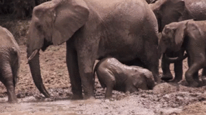 Baby GIF. Dieren Spinnen Olifant Baby Gifs 