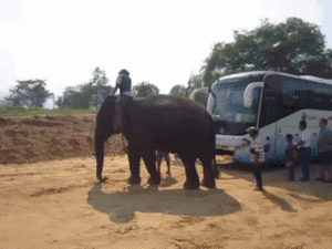 Olifant GIF. Dieren Olifant Gifs Bus 