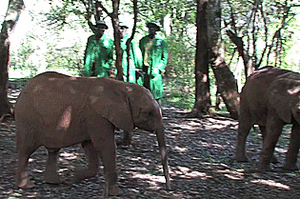 Olifant GIF. Dieren Olifant Gifs 