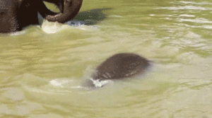 Olifant GIF. Dieren Olifant Gifs 