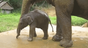 Olifant GIF. Dieren Afrika Olifant Gifs 
