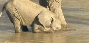 Olifant GIF. Dieren Film Olifant Kleur Gifs Dumbo 