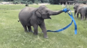 Olifant GIF. Dieren Olifant Gifs 