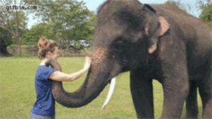 Olifant GIF. Dieren Olifant Gifs Wasteds 
