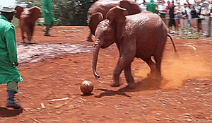 Olifant GIF. Dieren Olifant Gifs Animalsbeingjerks Ruk 