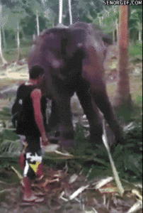 Olifant GIF. Bad Dieren Olifant Baby Gifs 
