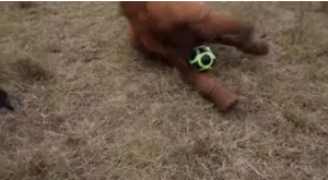 Olifant GIF. Dieren Olifant Gifs 