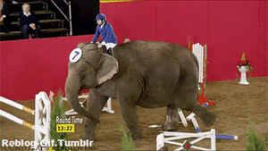 Olifant GIF. Dieren Olifant Gifs 
