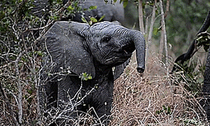 Olifant GIF. Dieren Olifant Gifs 