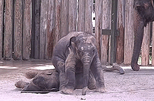 Olifant GIF. Dieren Olifant Gifs Animalsbeingjerks Klop 