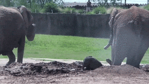 Olifant GIF. Dieren Olifant Gifs 