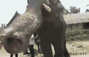 Olifant GIF. Dieren Olifant Gifs 