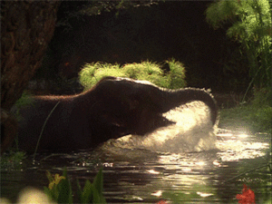 Baby GIF. Dieren Olifant Baby Hallo Gifs 