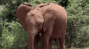 Olifant GIF. Dieren Olifant Gifs 